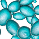 Saccharomyces Cerevisiae